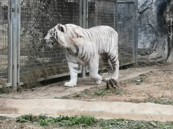 Weißer Tiger Zoo — Stockfoto