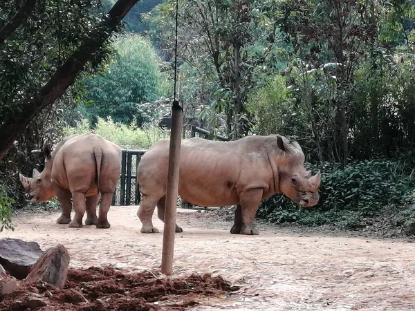 Elefantengruppe Zoo — Stockfoto