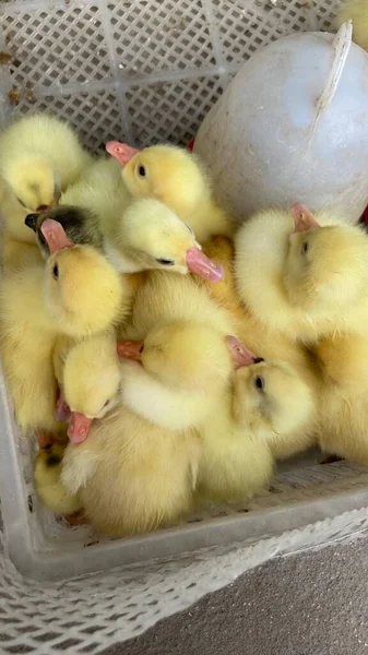 cute little chicks in the farm