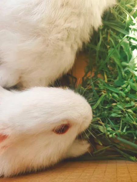 Белый Пушистый Кролик Комнате — стоковое фото