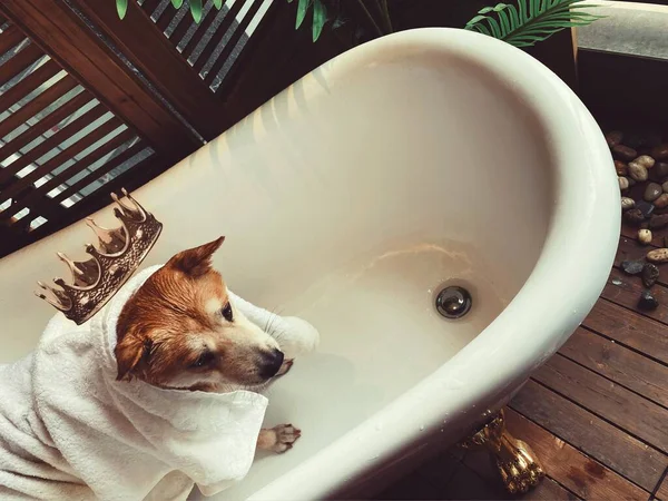 dog with a mask in the bathroom