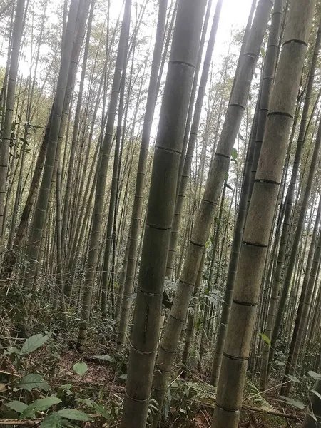 stock image beautiful forest in the morning