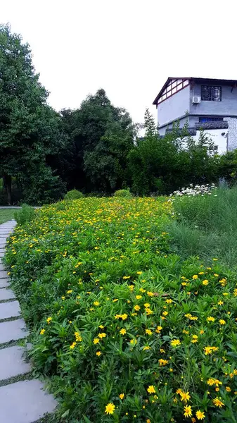 stock image beautiful flowers in the garden