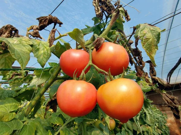 tomatoes on the vine