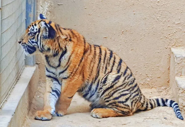 Tiger Zoo — Stockfoto