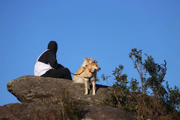 dog with a backpack on the background of the mountain