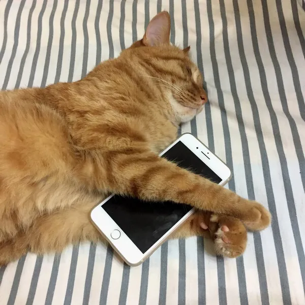 cat with a mobile phone on the table