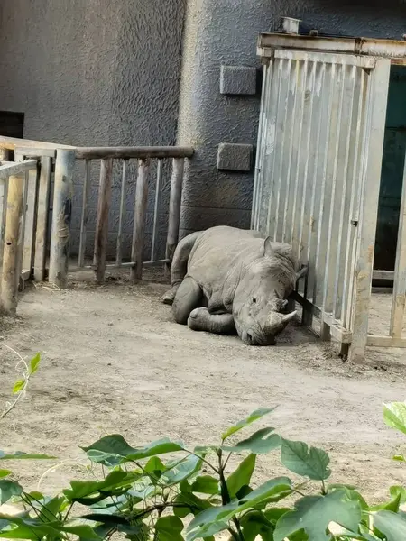Close Hipopótamo Bonito — Fotografia de Stock