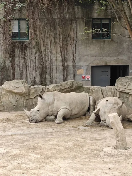 Grand Groupe Éléphants Dans Zoo — Photo