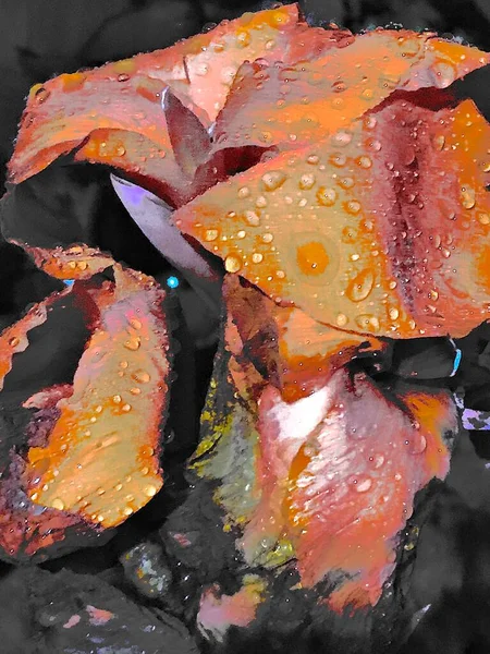 close up of a red and yellow water lily