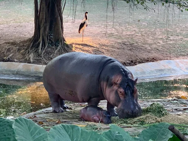 Hippopotame Dans Eau Rivière — Photo