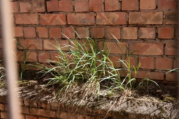 old brick wall with a plant