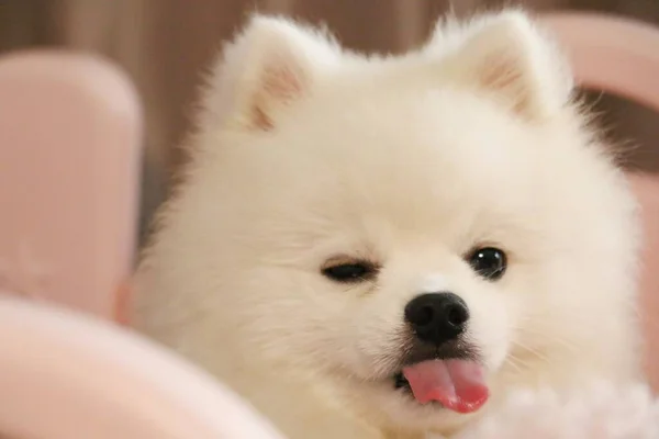 cute dog on the sofa