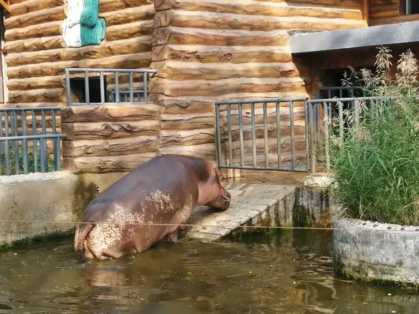 Jeune Hippopotame Repose Dans Eau — Photo