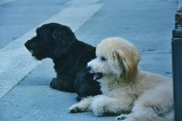 dog breed dogs on the street