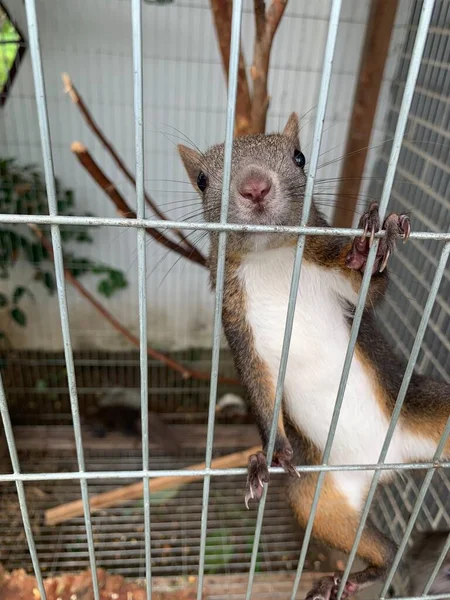 a group of domestic animals in the cage