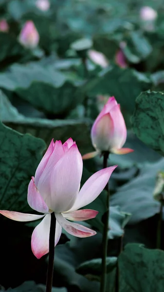 stock image lotus flower in the pond