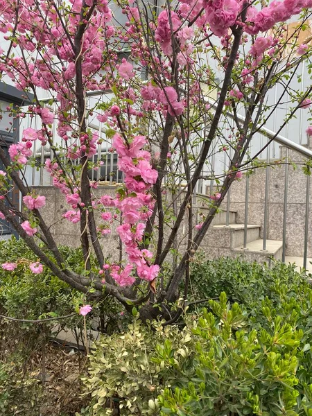 stock image beautiful pink flowers in the garden