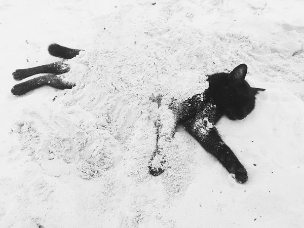 black and white cat with a dog