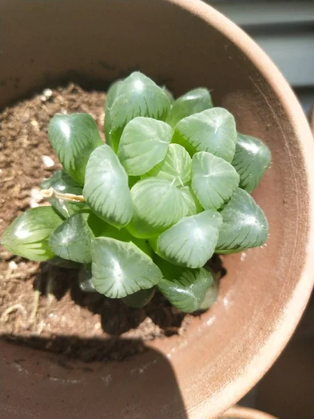 stock image green plant in the garden