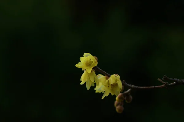 stock image beautiful botanical shot, natural wallpaper