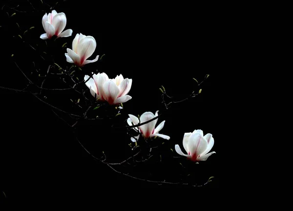 beautiful white magnolia flowers on black background