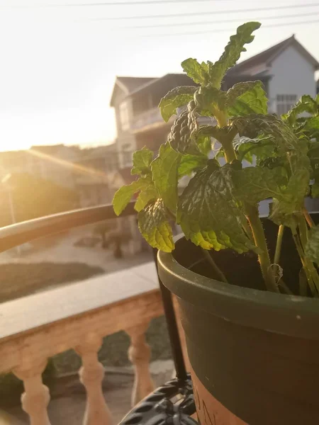 green plant in pots on balcony