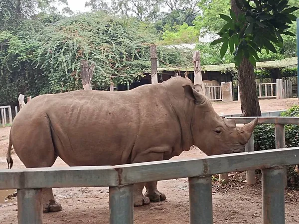Большой Чёрный Носорог Зоопарке — стоковое фото
