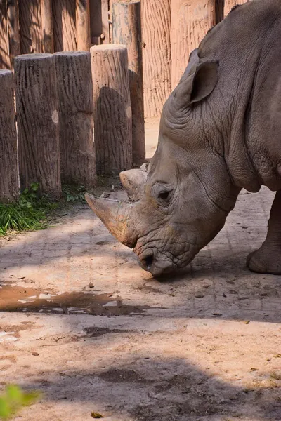 Elefante Africano Rinoceronte Mamífero Vida Selvagem Animal Natureza Fauna — Fotografia de Stock