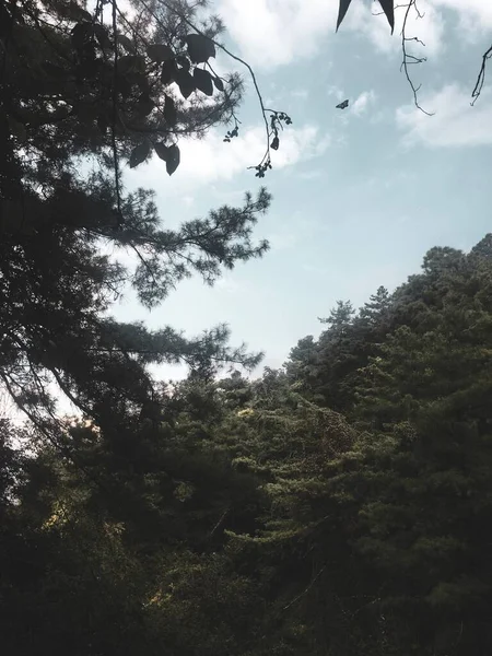 stock image beautiful landscape with trees and forest