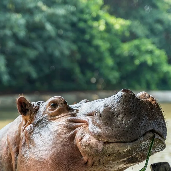 Perto Uma Cabeça Hipopótamo — Fotografia de Stock