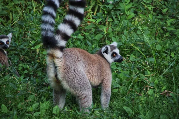 lemur in the forest