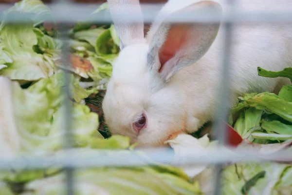 Lapin Blanc Dans Cage — Photo