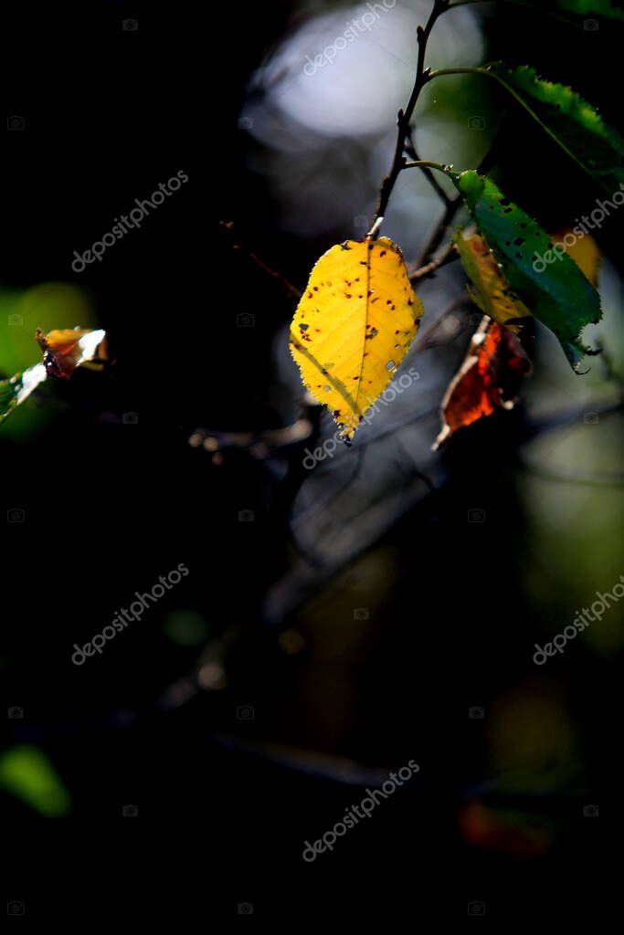 Tuchong-Microstock5