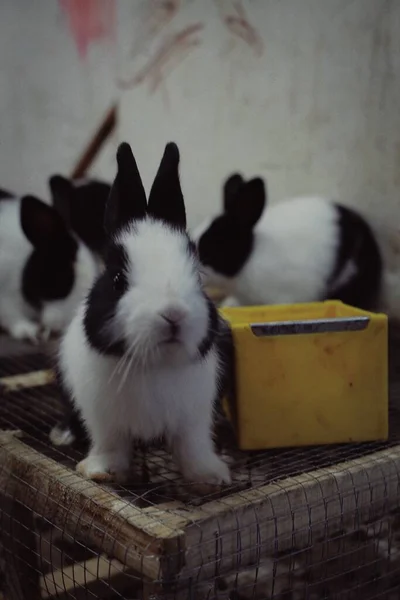 笼中的兔子 — 图库照片