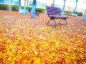 podzimní park s lavičkou a listy