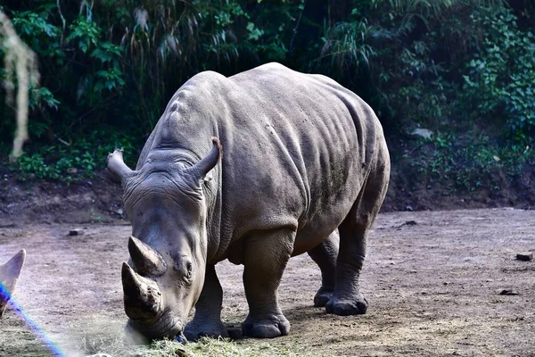 Tiro Close Rinoceronte Branco Zoológico — Fotografia de Stock