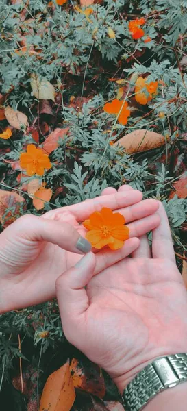 woman\'s hand holding a flower in the garden