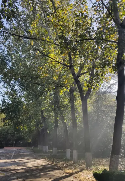 stock image autumn landscape with trees and leaves