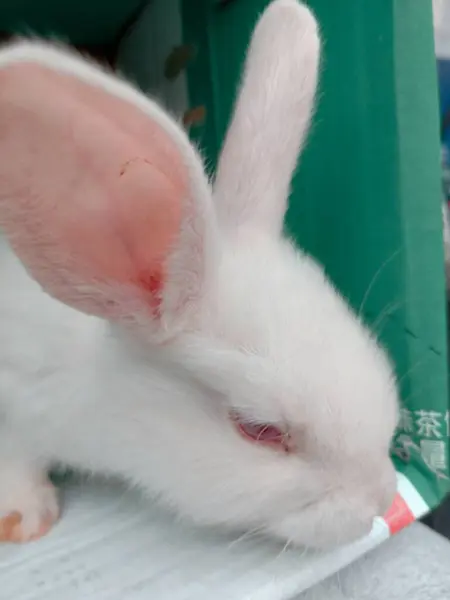 Белый Кролик Зеленом Фоне — стоковое фото