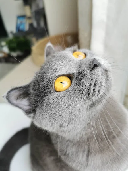 cat with a white eyes