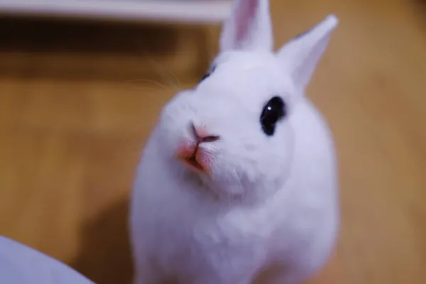Beyaz Tavşan Odada — Stok fotoğraf