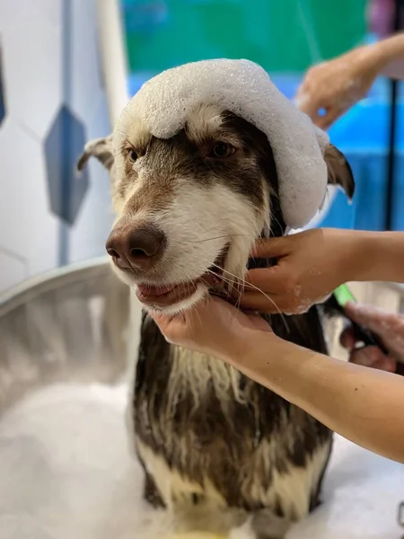 dog in the hands of a girl in a white shirt with a brush