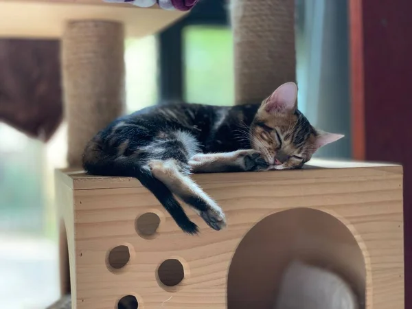 cute cat with a box