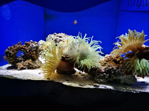 beautiful white sea urchin in the aquarium