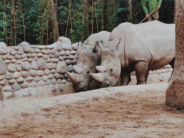 Nahaufnahme Eines Jungen Elefanten Zoo — Stockfoto