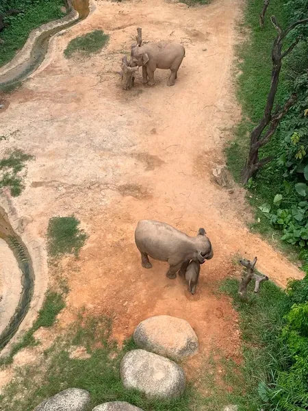 Eine Schöne Aufnahme Eines Jungen Elefanten Park — Stockfoto