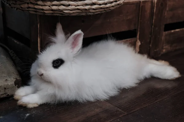 Белый Кролик Корзине — стоковое фото
