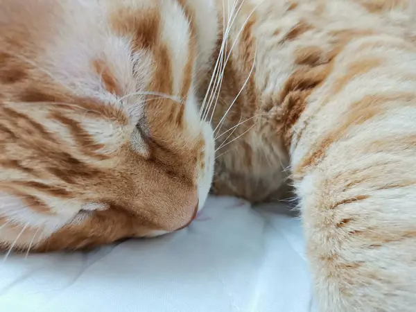 stock image cute cat lying on the floor