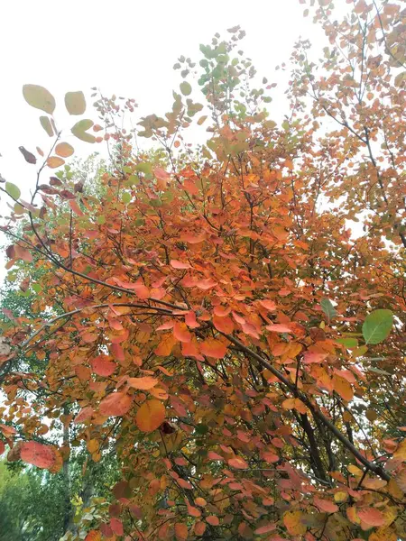 stock image autumn leaves, fall season flora